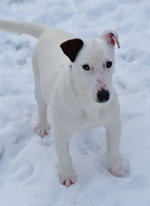 Śliczny piesek Jack Russell Terrier!