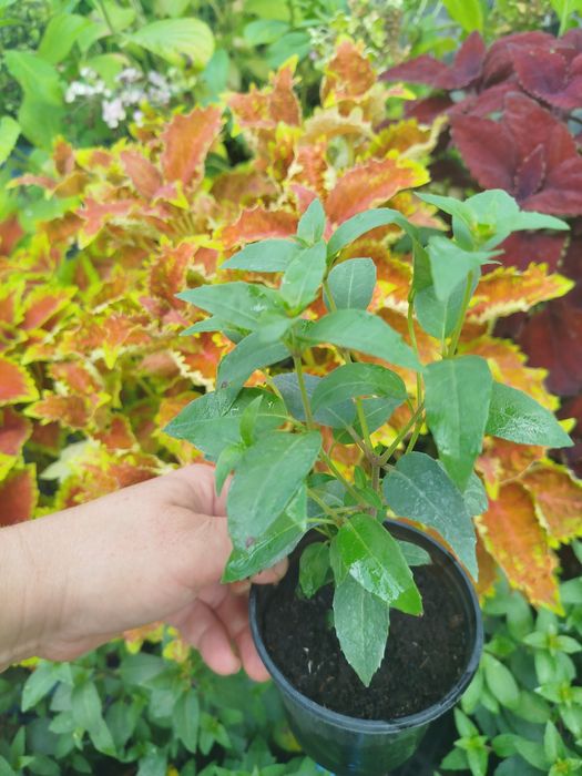 Фуксія кущова червоно біла квітка