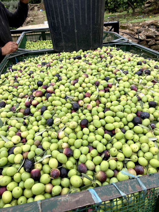 Azeite Biológico de Trás-os-Montes – Garrafão 5L | Produção Própria | Entrega na zona do Porto
