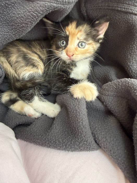 Отдам котят в добрые руки бесплатно