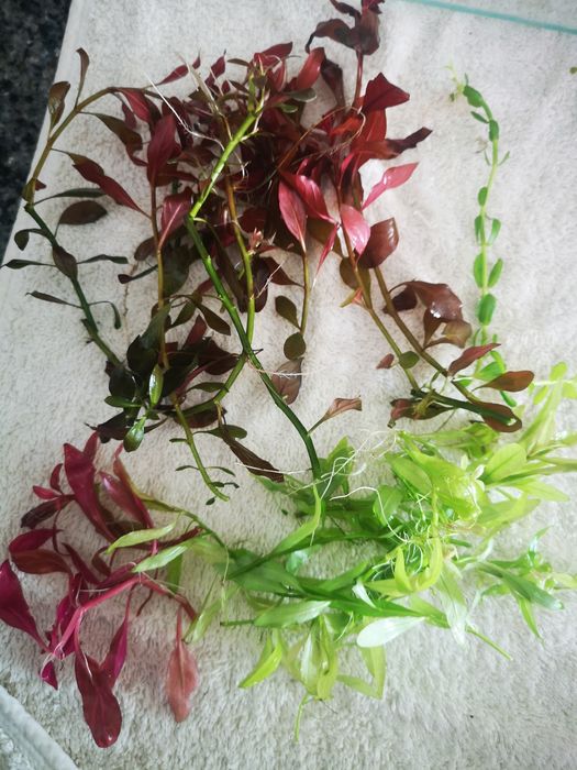 Plantas Aquário Podas 20 PÉS