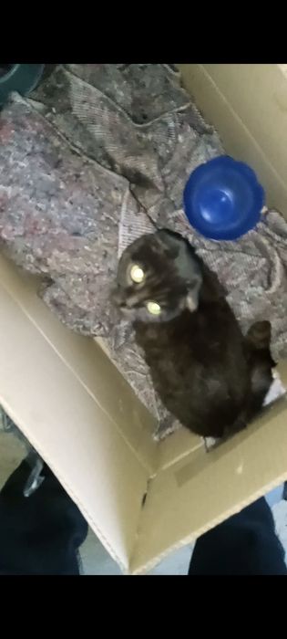 Віддаю кішку в хороші руки