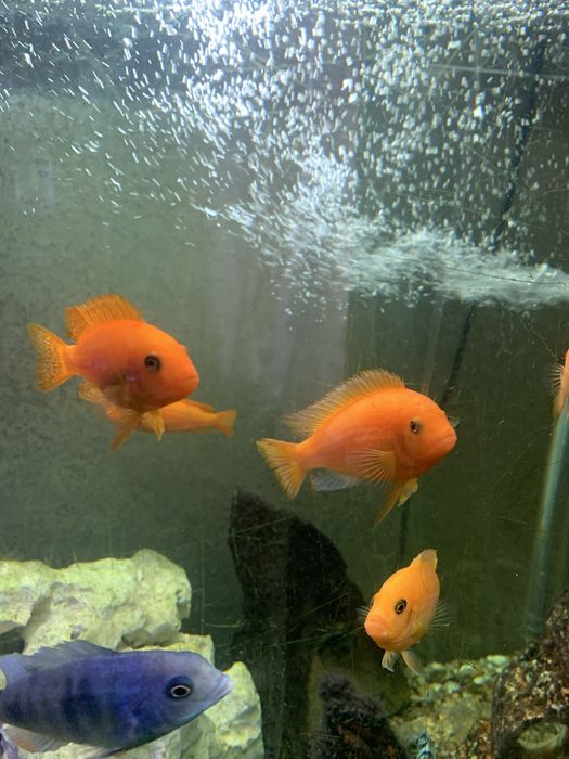 Малавійські цихліди