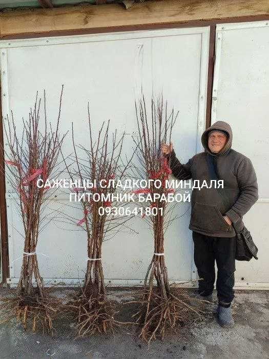 Саженцы Яблони, Груши, Айвы. ОПТ, Розница. Питомник Барабой