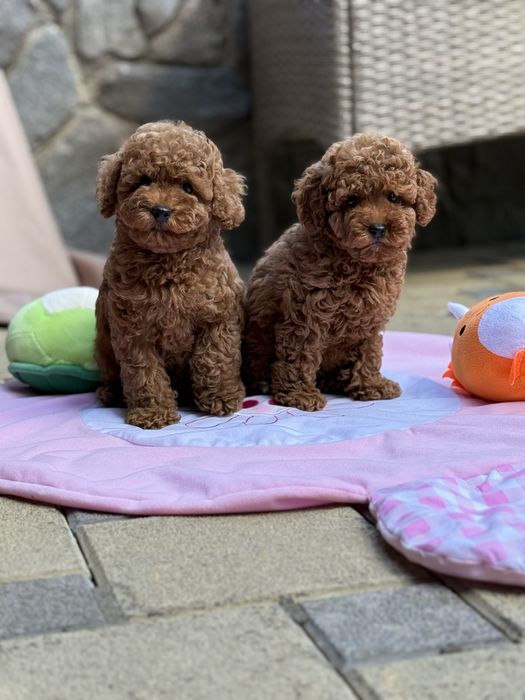 Топовые малыши щеночки Мальтипу !!!