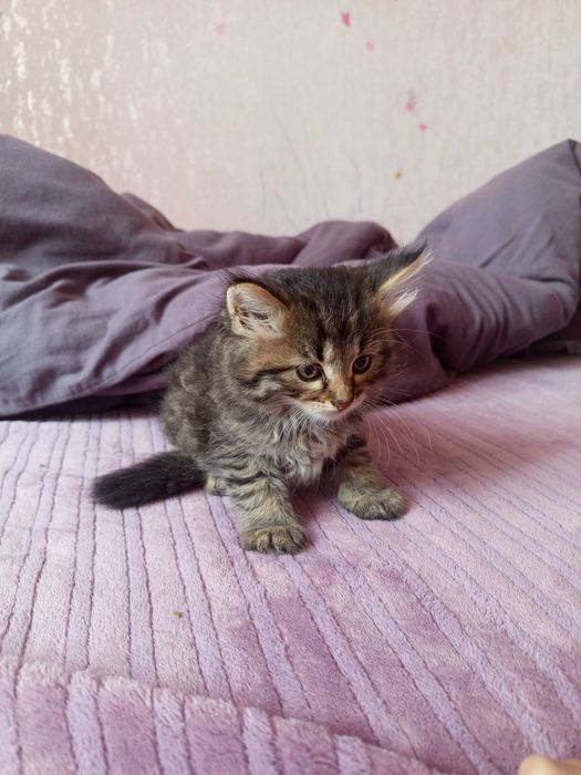 Кошенята як тигренята 1,5 місяця
