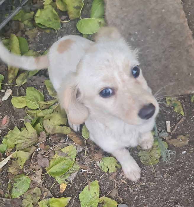 Верный друг ,в хорошие руки.