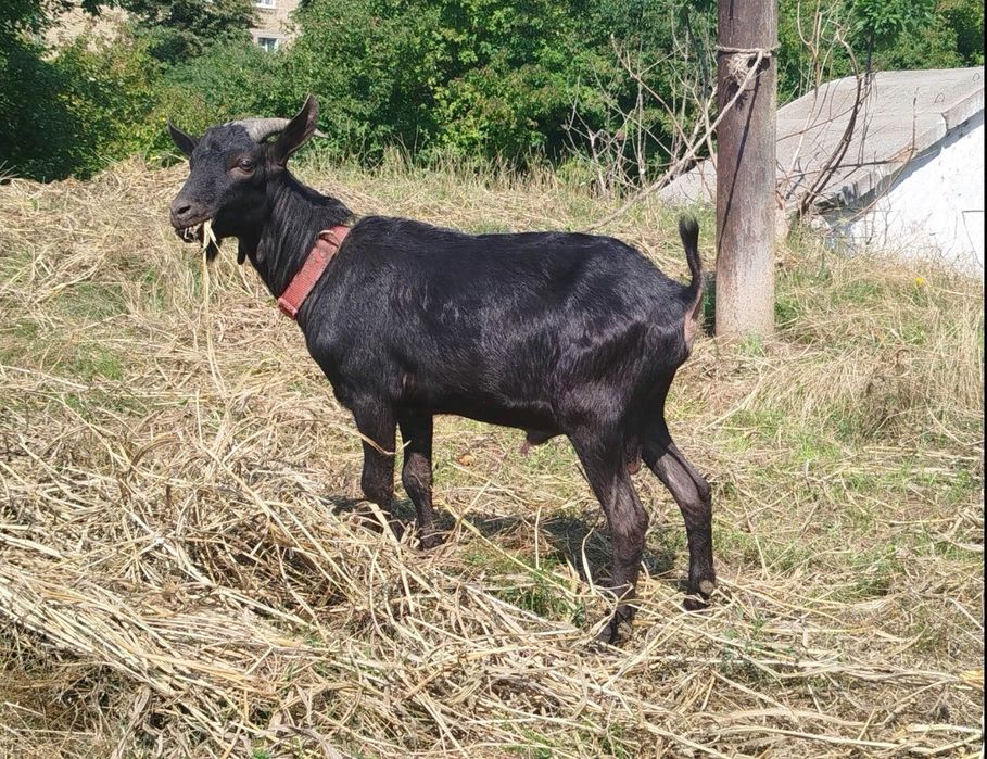 100% козел Мурсіано Гренадіна