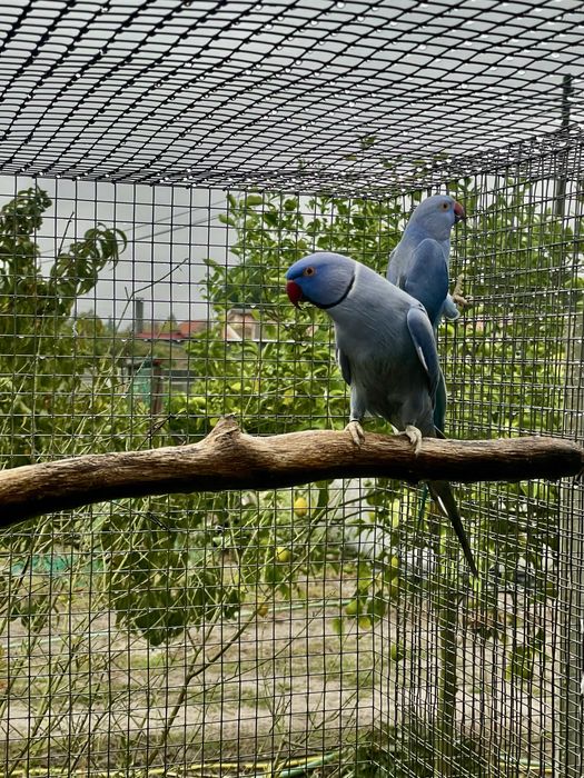 Casal Ring neck violeta