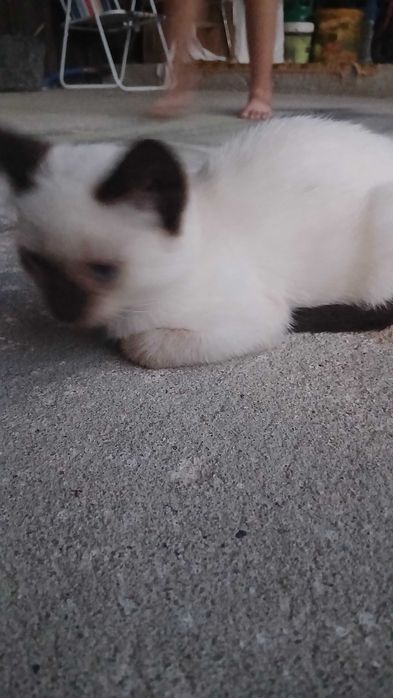 Gatinhas para adoção