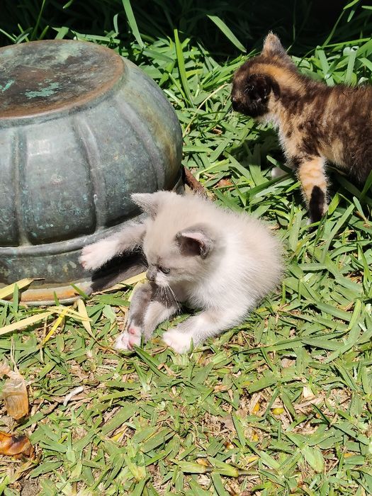 gatinhos para doação responsável