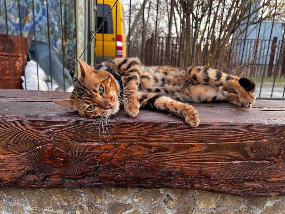 Бенгальський кіт