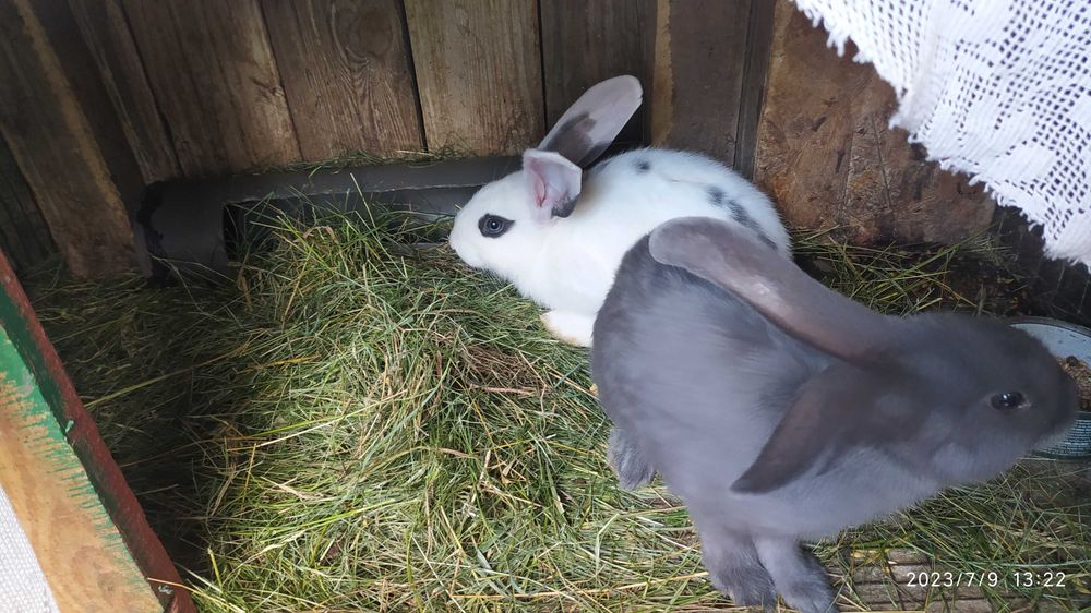 Молодняк кроликів