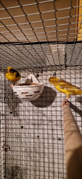 Casais de canarios 2025