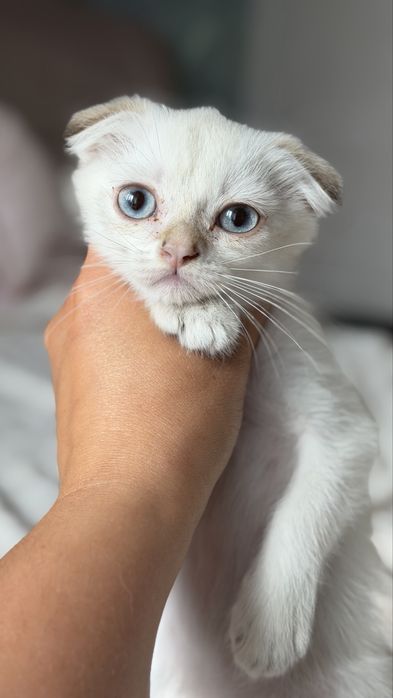 Кошенята  шиншилла поінт