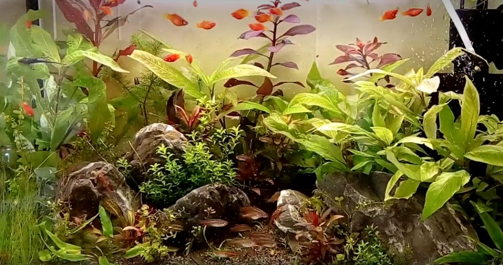 Пецилії "сунички"