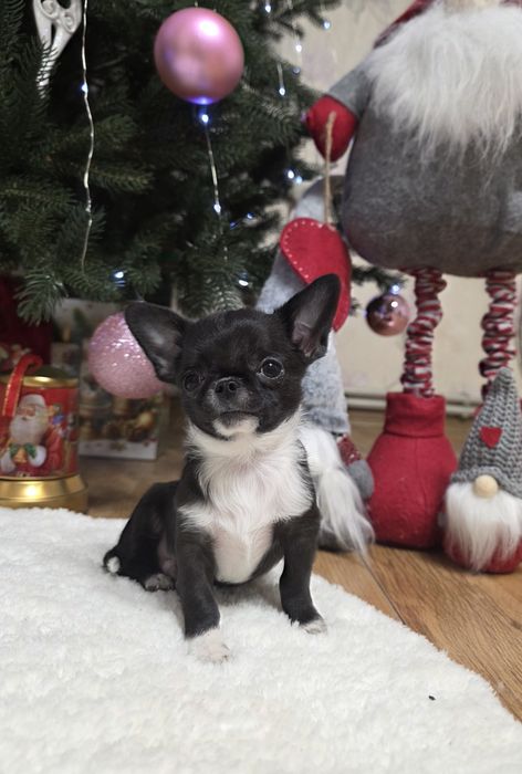 Міні чихуахуа. Хлопчики.