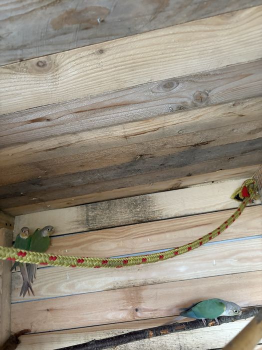 Sprzedam ptaki z 24r