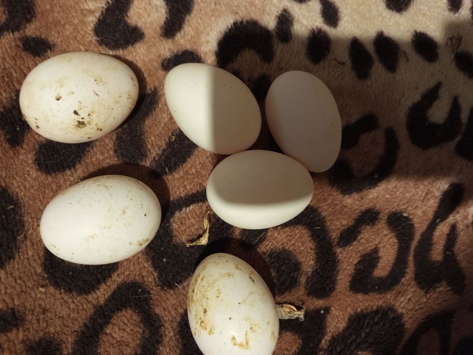 Кури  несучки білі