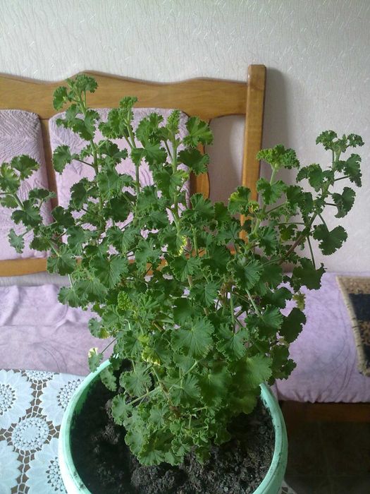 Пеларгонія духмяна (пеларгония душистая полуниця, лимон, кокос
