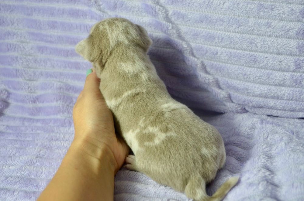 chihuahua lilac merle