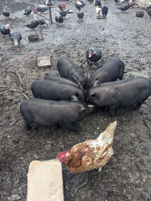 Поросята породы вьетнамские