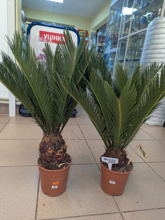 Цикас в наявності