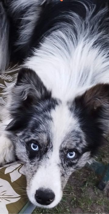 Border collie piesek