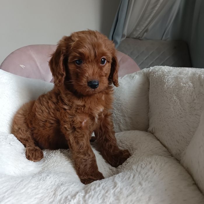 Дівчинка Goldendoodle F1b mini. Київ