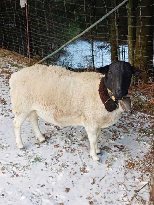 Sprzedam barana rasy Dorper