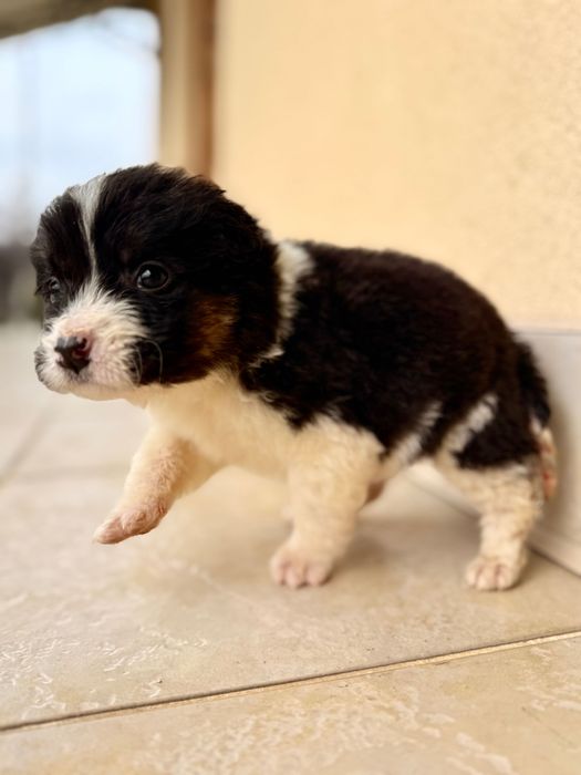 Собака дівчинка, лагідна