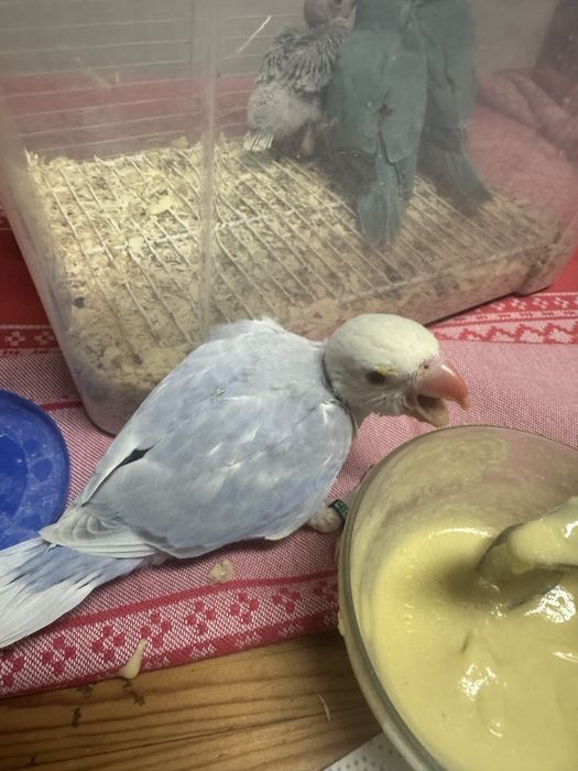 Ring necks bebes criados a mão