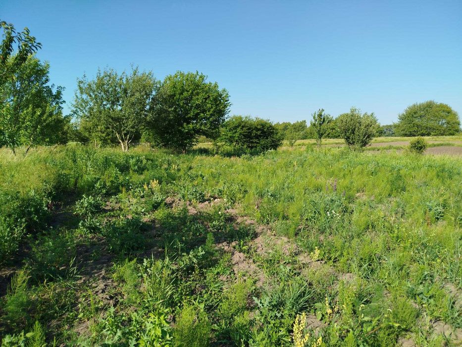 (8) Продам земельну ділянку в с. Медвеже Вушко 8614