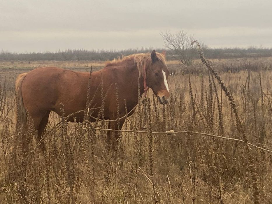 Продається робоча кобила