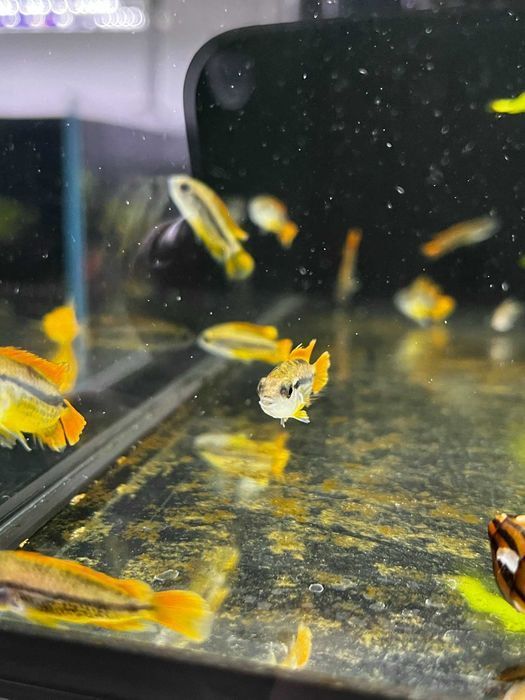 Kakadu Orange - SKALMAR Sklep Akwarysty