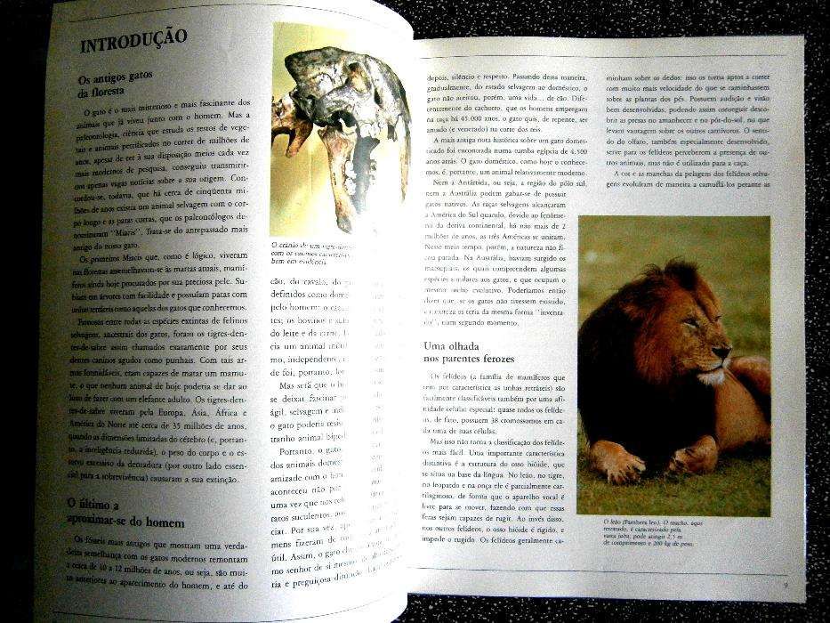 All Cat Breeds64584255092611122