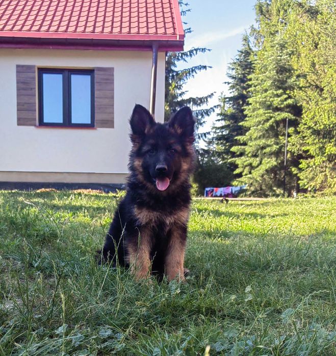 Owczarek niemiecki suczka