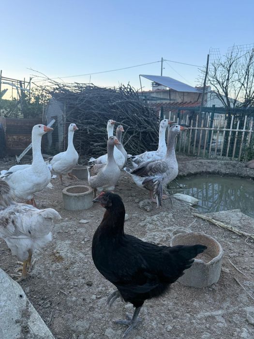 Galos galinhas frangos pintos patos gansos
