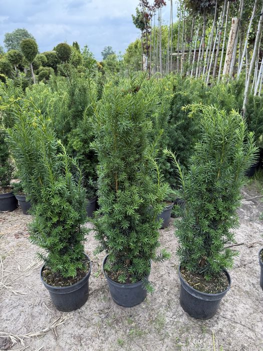 Cis pośredni HICKSII ŻYWOPŁOT 90cm