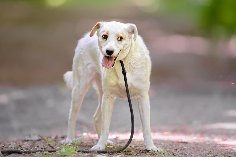 Mloda sunia Spinka blaga o dom