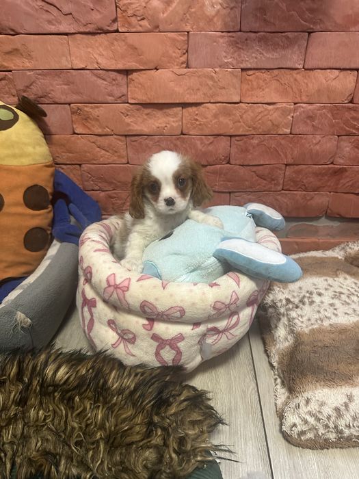 Cavalier king charles spaniel