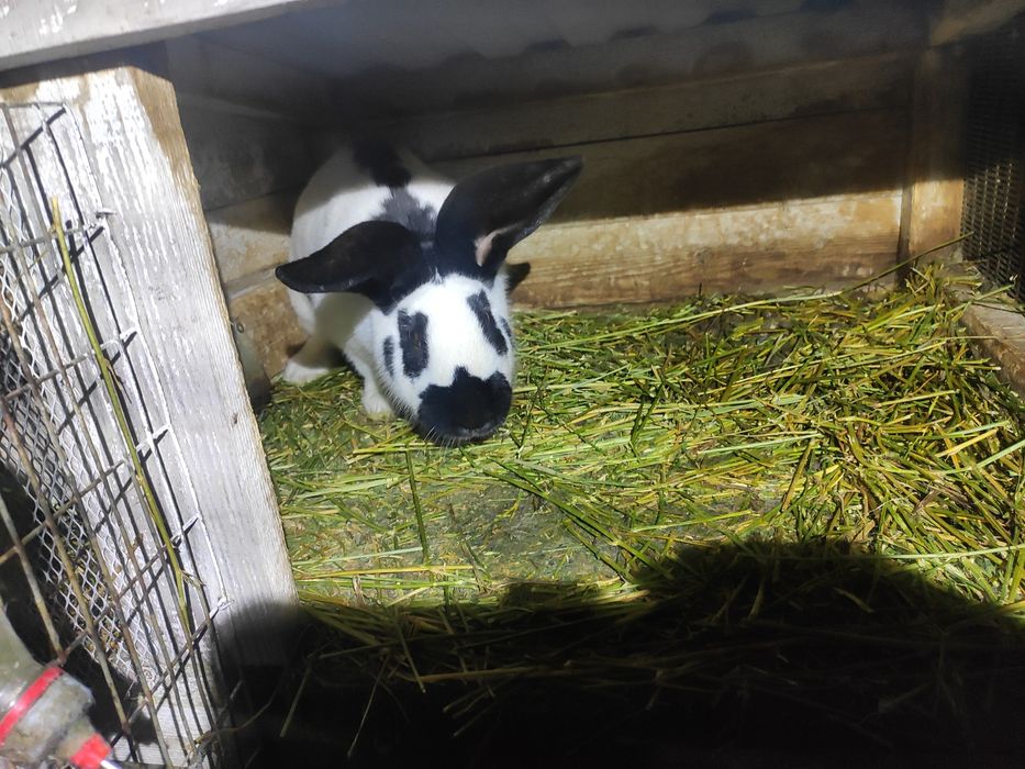 Змінять місце проживання кролики шиншили і німецький строкач