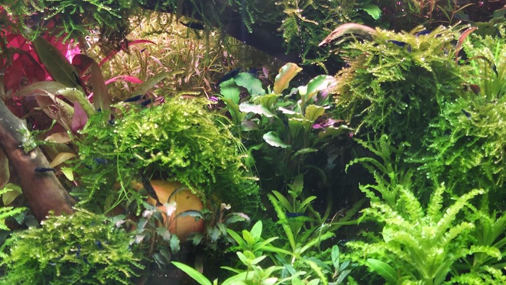 Camarões neocaridina Blue Dream + oferta pequena porção/plantas
