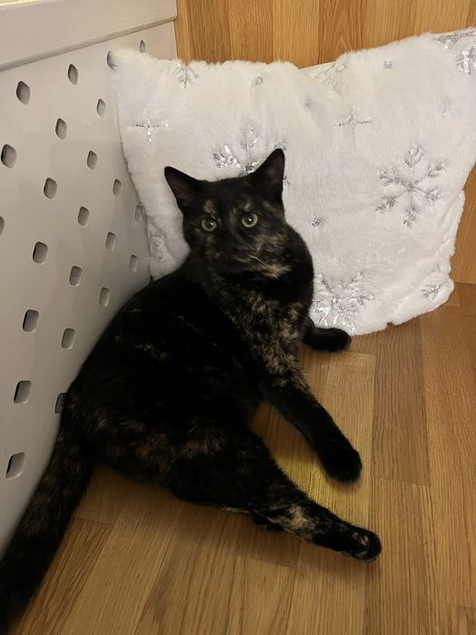 Oddam kotkę w dobre ręce