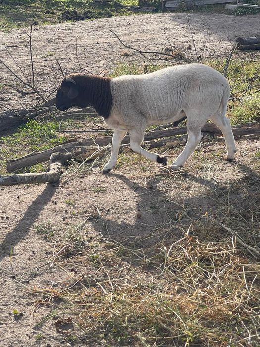Borrego Suffolk Puro – Macho – 5 Meses