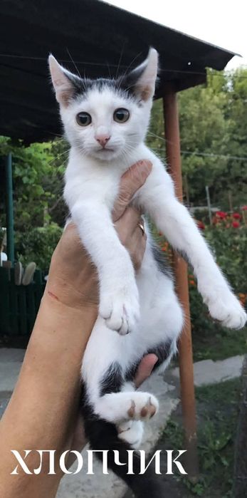 Кошеня, хлопчик, 3 місяці в пошуках господаря