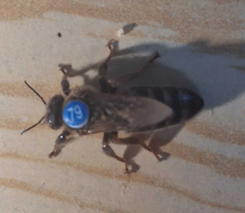 rodziny pszczele, pszczoły