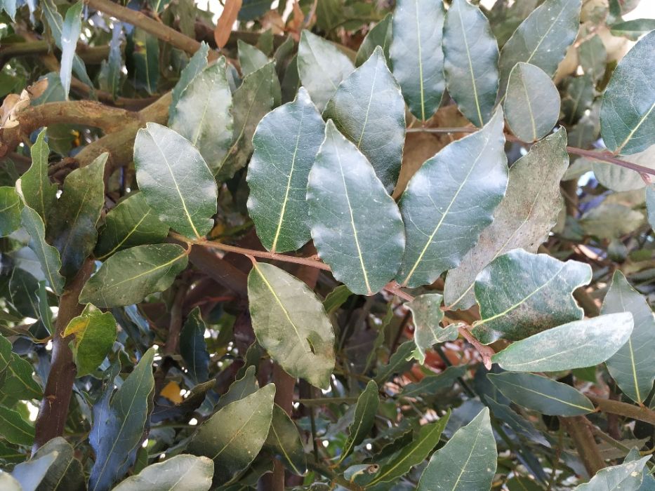 Louro biológico de qualidade (cada 100g)