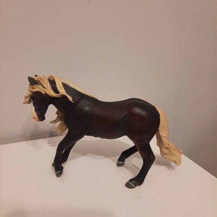 Collecta koń szwarcwaldzki ogier