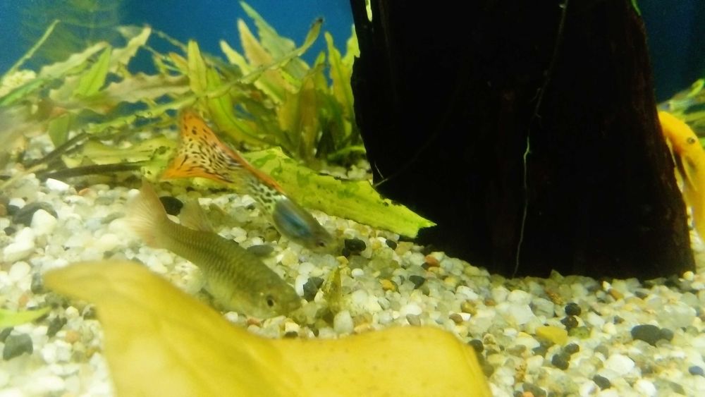 Gupik Moskiewski Filigram Rasowe Samiec Samica